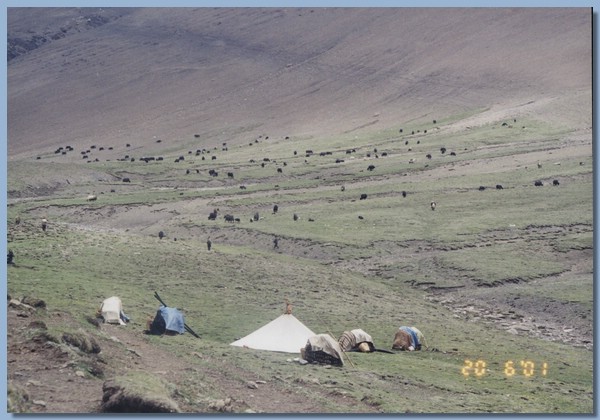 Camp am Bach, weidende Lasttiere.jpg