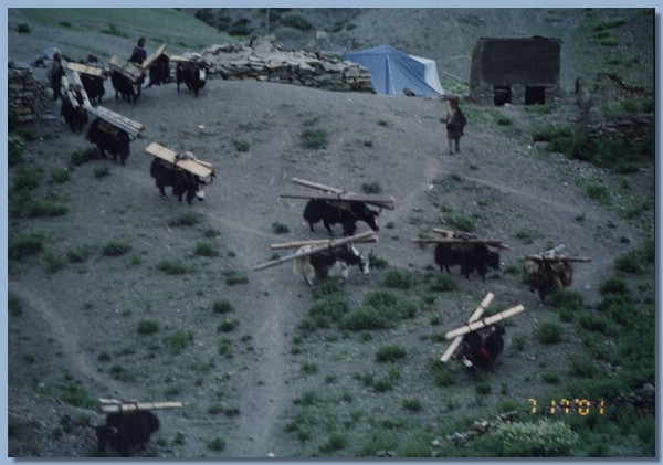 Holztransport auf Yakrcken, Zelt.jpg