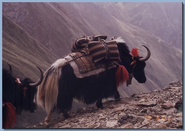 Ohne diese zottigen Grunzochsen ginge nichts im Dolpo, hier tragen sie vermutlich Getreide.jpg