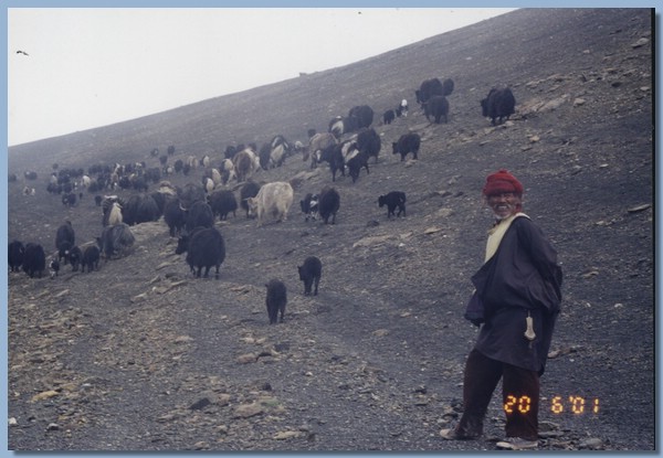 Thinley Lhundrup mit Yakherde.jpg