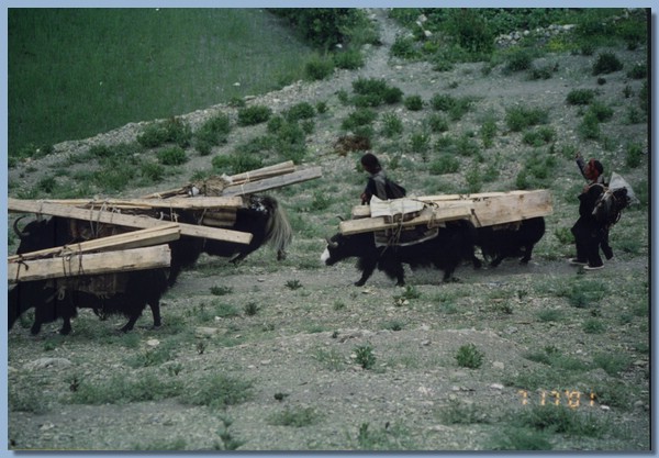 Transport von Holzbalken per Yak.jpg