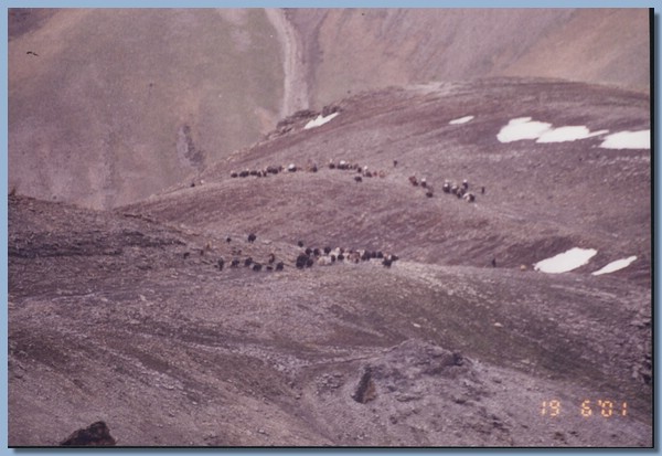 Yaks bewegen sich einen Hang hinauf.jpg