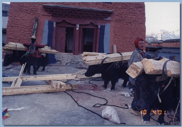 Yaks bringen das Bauholz fr den Gompa-Neubau.jpg