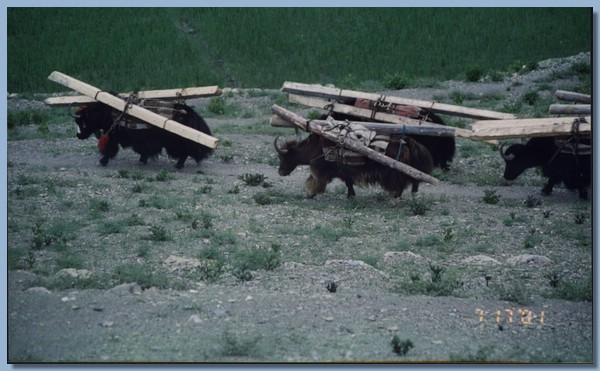 Yaks tragen Bauholz fr die neue Gompa.jpg