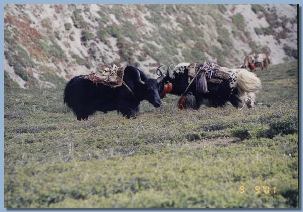 Zwei Yaks.jpg