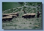 Transport von Holzbalken per Yak.jpg