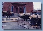 Yaks bringen das Bauholz fr den Gompa-Neubau.jpg