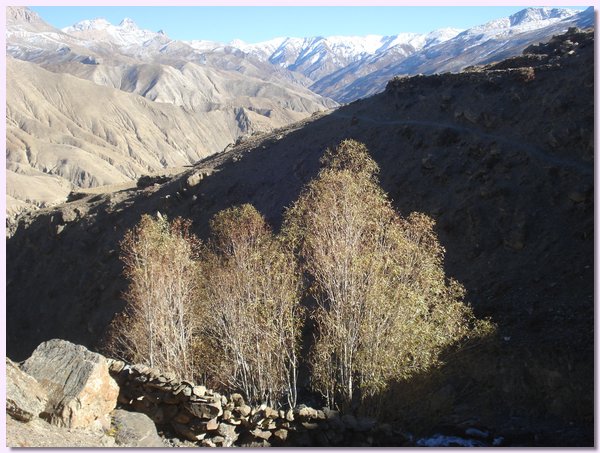 An guenstigen Stellen im Tal von Saldang wachsen sogar ein paar Pappeln.JPG