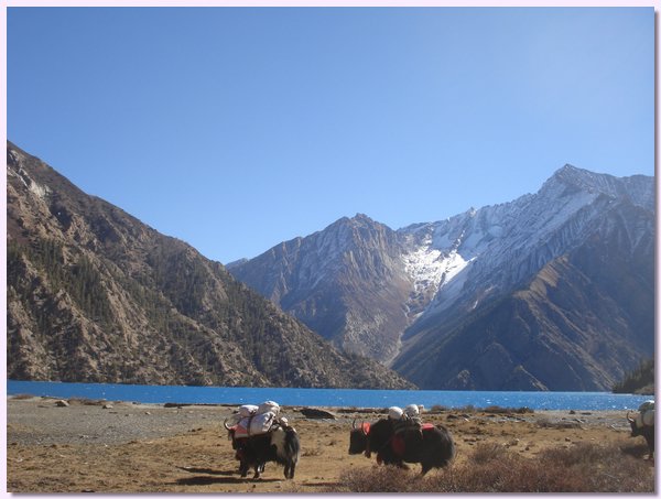 Beladene Yaks am Ufer des Poksumdo Sees bei Ringmo.JPG