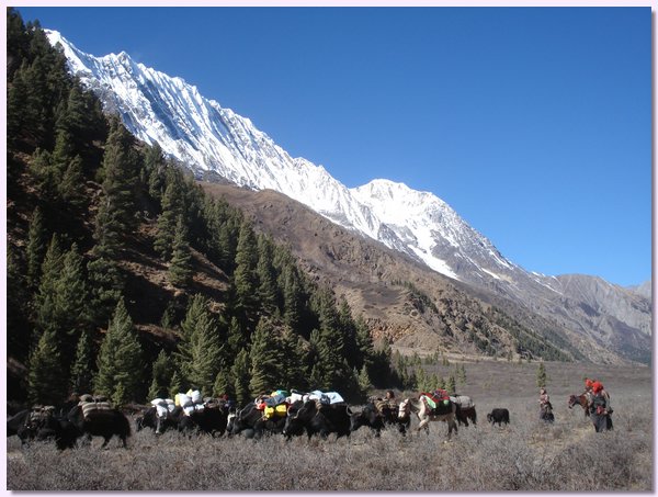 Die Yakkarawane zieht ins Untere Dolpo.JPG