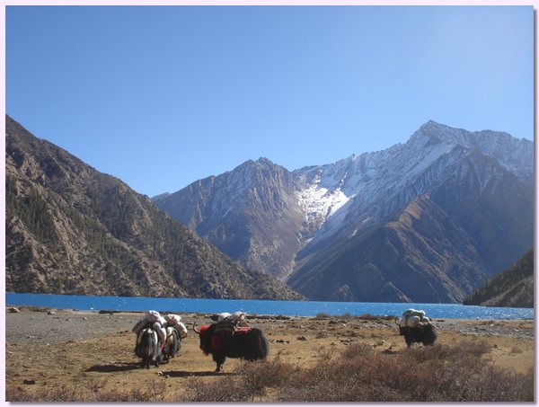 Mit Salzsaecken beladene Yaks am Poksumdo See.JPG