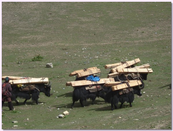 Yaks mit dem Holz fuer den Schulneubau.JPG