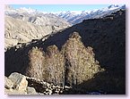 An guenstigen Stellen im Tal von Saldang wachsen sogar ein paar Pappeln.JPG An guenstigen Stellen im Tal von Saldang wachsen sogar ein paar Pappeln.JPG