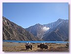 Beladene Yaks am Ufer des Poksumdo Sees bei Ringmo.JPG Beladene Yaks am Ufer des Poksumdo Sees bei Ringmo.JPG