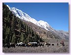 Die Yakkarawane zieht ins Untere Dolpo.JPG Die Yakkarawane zieht ins Untere Dolpo.JPG