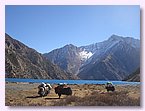 Mit Salzsaecken beladene Yaks am Poksumdo See.JPG Mit Salzsaecken beladene Yaks am Poksumdo See.JPG