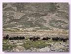 Yakkarawane aus Tibet.JPG Yakkarawane aus Tibet.JPG