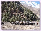 Yaks bringen die Waren aus Tibet nach unten.JPG Yaks bringen die Waren aus Tibet nach unten.JPG