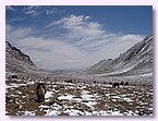 Yaks gehen zur Grenze nach Tibet.JPG Yaks gehen zur Grenze nach Tibet.JPG