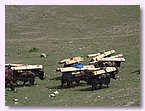 Yaks mit dem Holz fuer den Schulneubau.JPG Yaks mit dem Holz fuer den Schulneubau.JPG