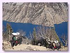 Yaks tragen das Salz aus Tibet am Poksumdo See.JPG Yaks tragen das Salz aus Tibet am Poksumdo See.JPG