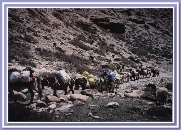 Transport des Schulgepaecks nach Saldang.jpg