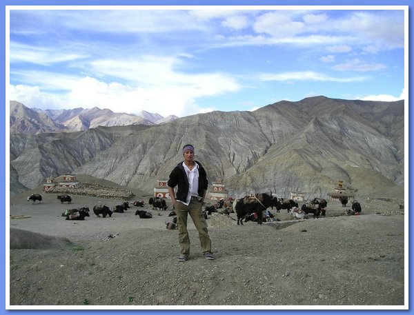 Yaks stehen fuer den Transport bereit.JPG