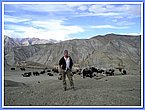 Yaks stehen fuer den Transport bereit.JPG