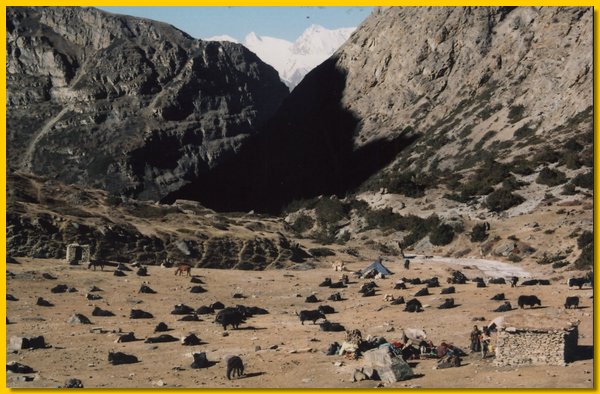 Die Karawane macht Pause - Yaks grasen nach dem Entladen.jpg