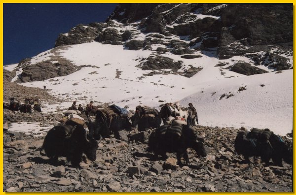 Die Yaks verlassen das Obere Dolpo.jpg