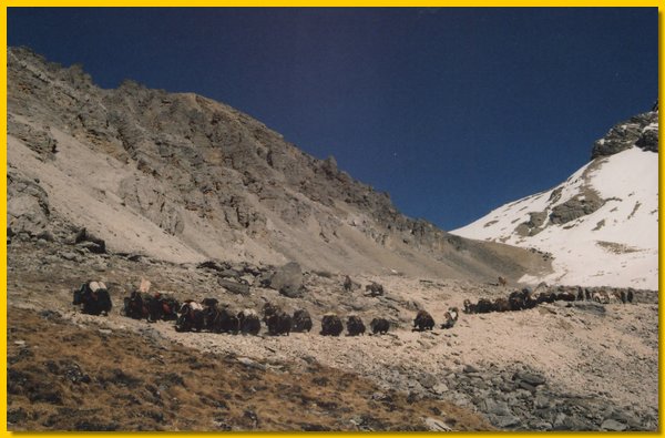 Eine Yak-Karawane traegt das fuer den Schulbetrieb benoetigte Material nach Saldang.jpg