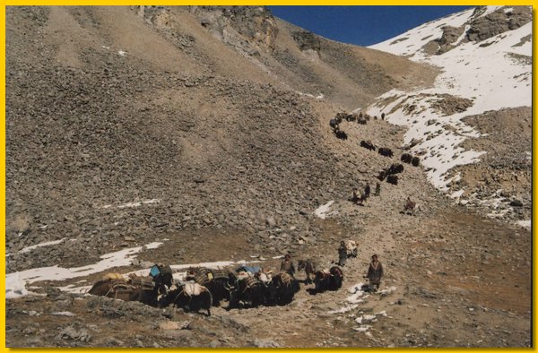 Yak-Karawane kommt von einem Pass herunter.jpg