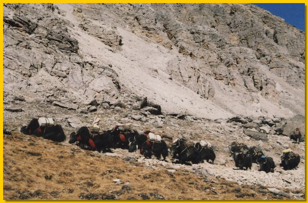 Yaks Ende November auf dem Weg ins untere Dolpo.jpg