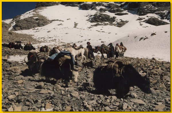 Yaks kommen vom Pass herunter.jpg