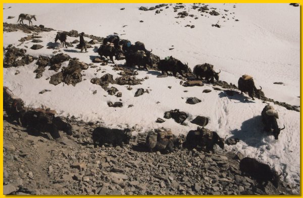 Yaks mit Lasten kommen im November vom Oberen Dolpo.jpg