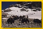 Die Yaks verlassen das Obere Dolpo.jpg