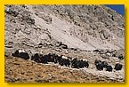 Yaks Ende November auf dem Weg ins untere Dolpo.jpg