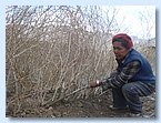 Gyamtso bereitet den kargen Boden fuer die Pflanzung von Baeumen vor.JPG Gyamtso bereitet den kargen Boden fuer die Pflanzung von Baeumen vor.JPG