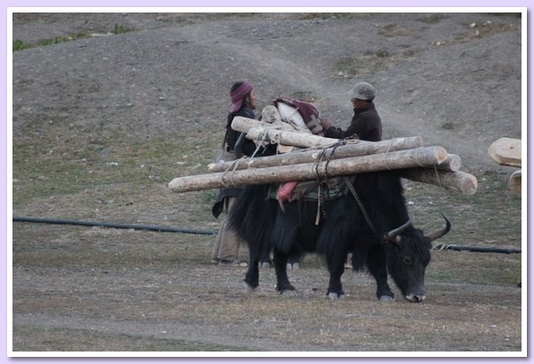 Ein Yak traegt Bauholz nach Saldang.JPG