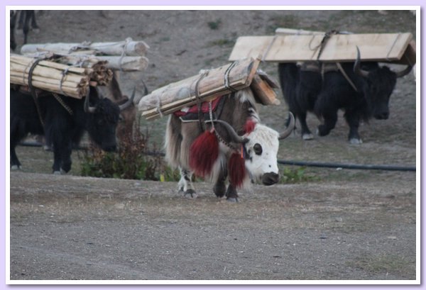 Yaks transportieren Holz vom Phoksumdo See.JPG