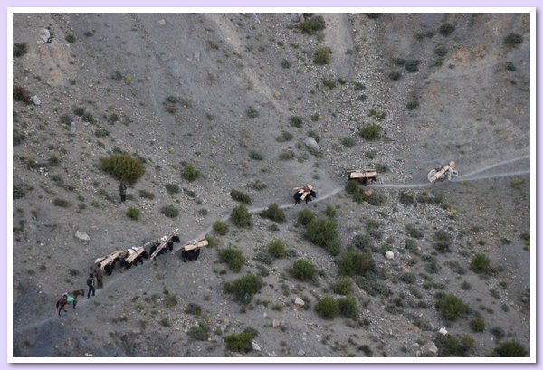 Yaks werden als Lasttiere fuer Holztransport eingesetzt.JPG