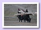 Ein Yak traegt Bauholz nach Saldang.JPG